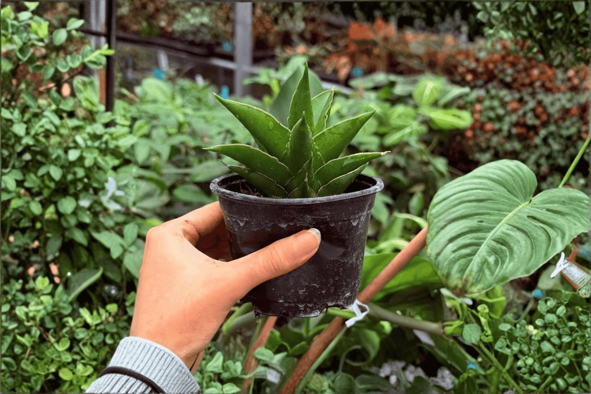2 Exact Plant Sansevieria Jewel Crown – Specific 4” Pot