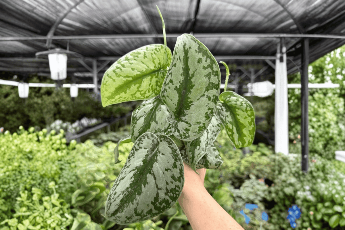 Scindapsus Exotica 2 Exact Live Plants – 4-Inch Pots – Scindapsus pictus 'Exotica'