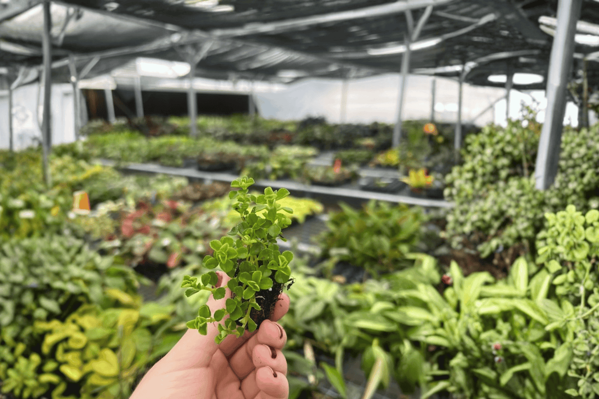 2 Pilea Baby Tears Starter Plants – Pilea depressa