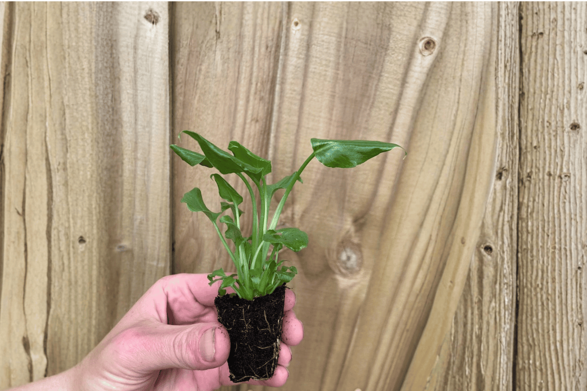 2 Philodendron Enzie Xanadu Starter Plants – Thaumatophyllum xanadu