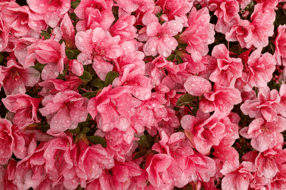 Girard’s Crimson Azalea 1 Live Shrub – Rhododendron ‘Girard’s Crimson’ – 1 Gallon Pot