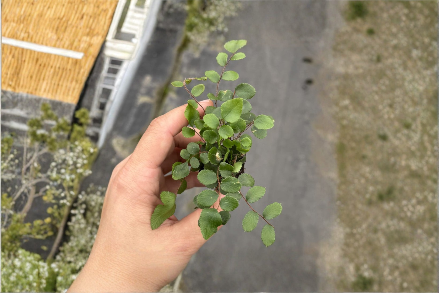 Button Fern Live Plant Tropical Indoor Houseplant Lemon Fern Starter Plant in 2 Inch Pot Outdoor Garden Gift