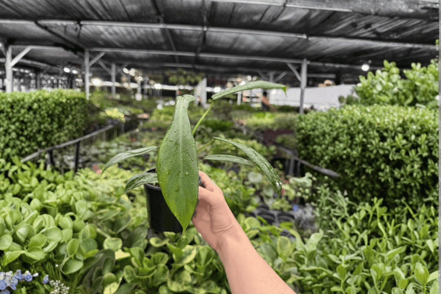 2 Exact Philodendron Florida Green Live Plants in 4-Inch Pots – Philodendron 'Florida Green'