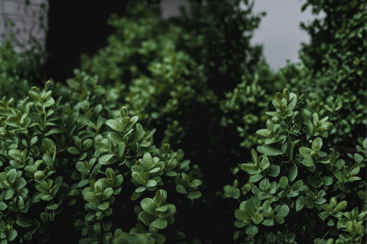 NewGen Freedom Boxwood 10 Inch Live Plant – Buxus ‘SB300’ – 2 Gallon Pot