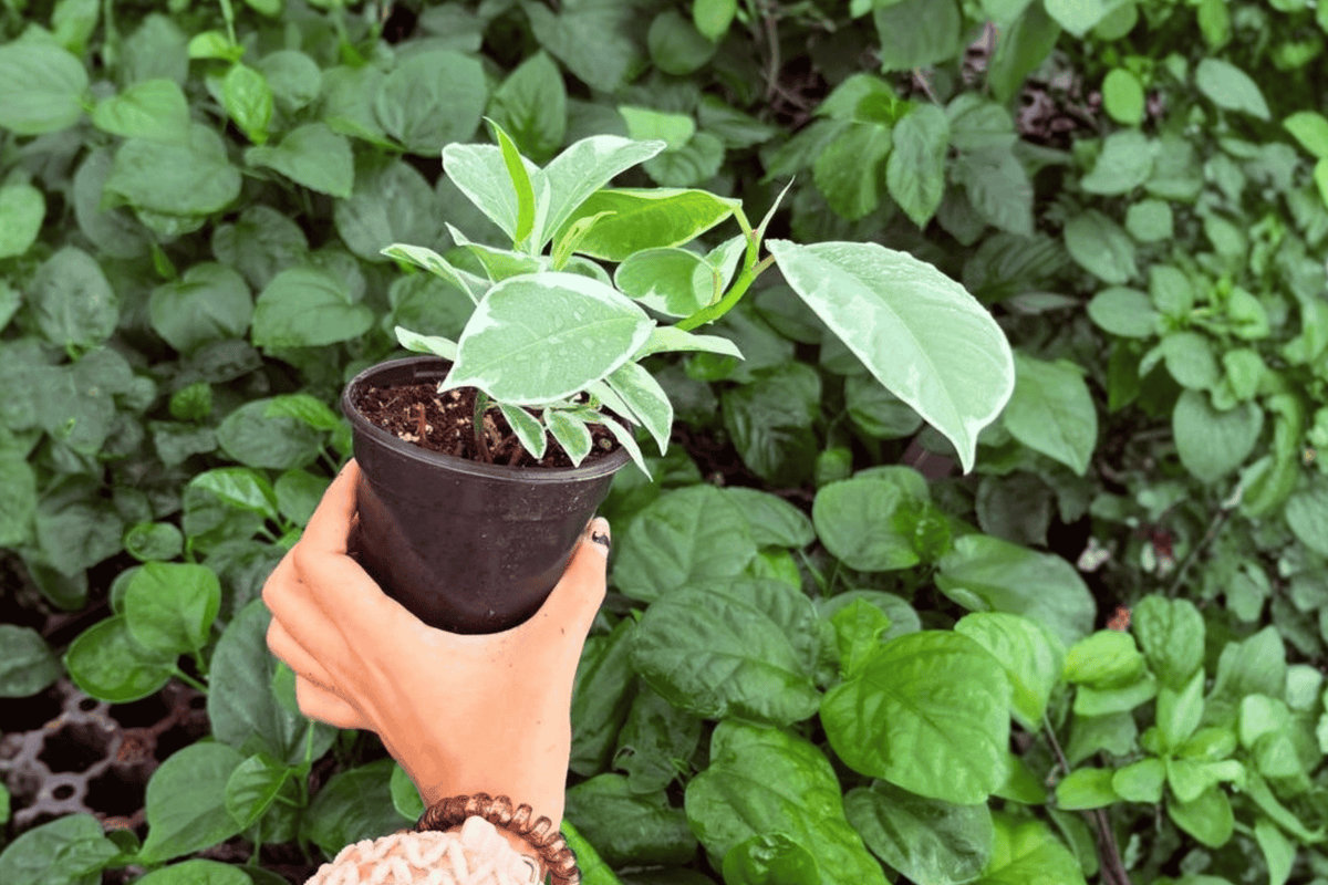 Ficus Tineke 2 Exact Live Plants – 4-Inch Pots – Ficus elastica ‘Tineke’