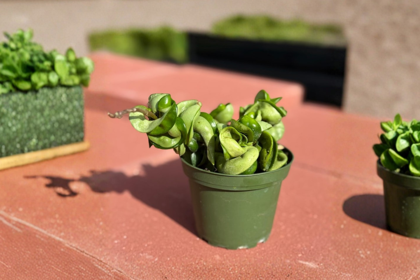 Hoya Compacta Live Plant Hindu Rope Hoya 4 Inch Pot Trailing Houseplant Rooted Starter