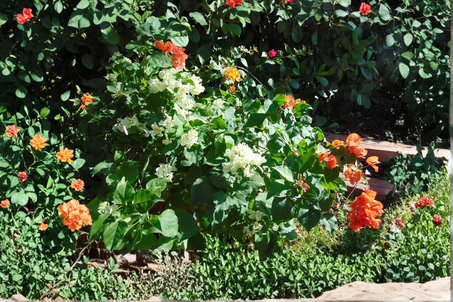 Tricolor Bougainvillea Live Plant – Orange, Gold & White Blooms in One Pot