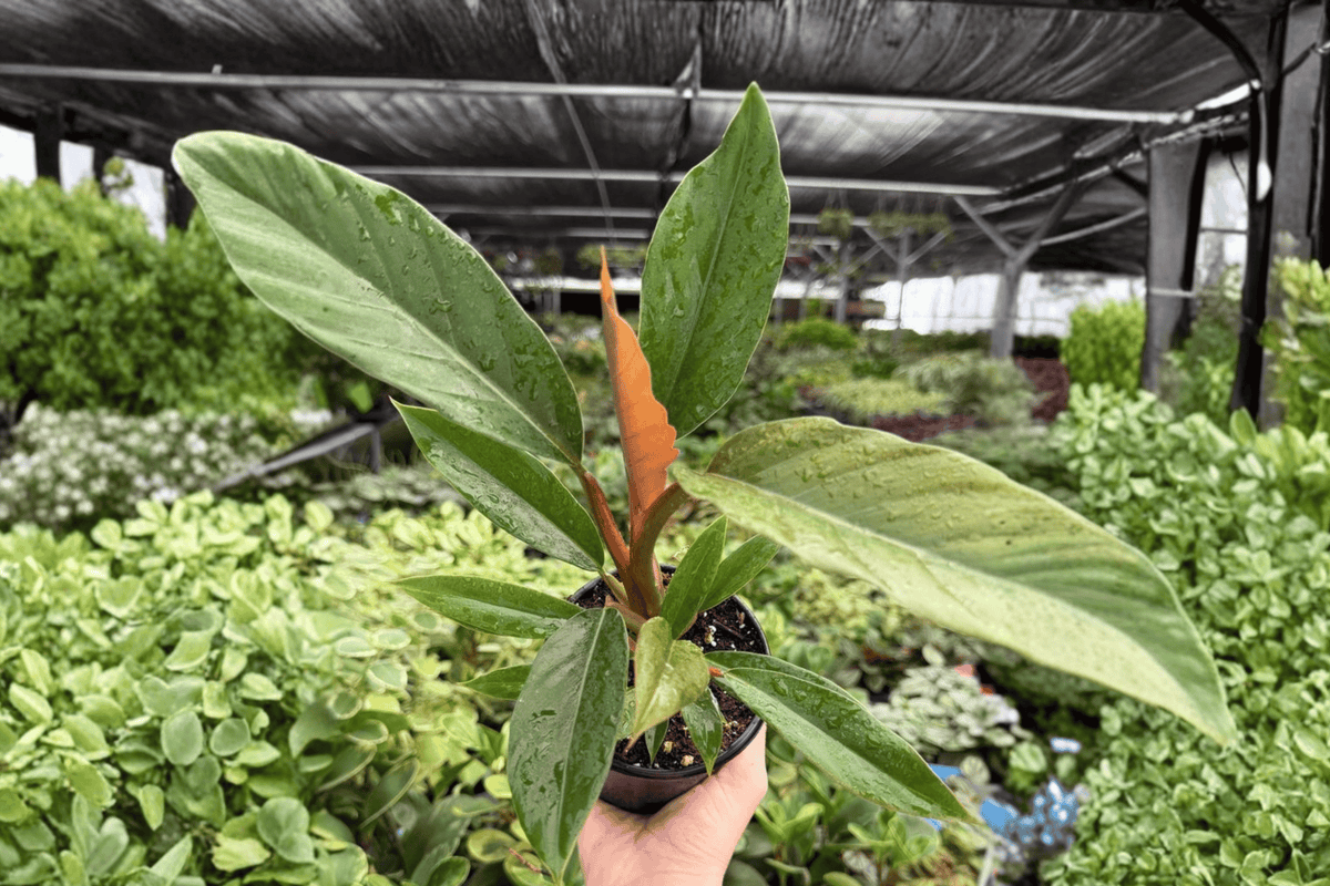 Philodendron Pluto Choco Empress 2 Exact Live Plants – 4-Inch Pots – Philodendron ‘Pluto’