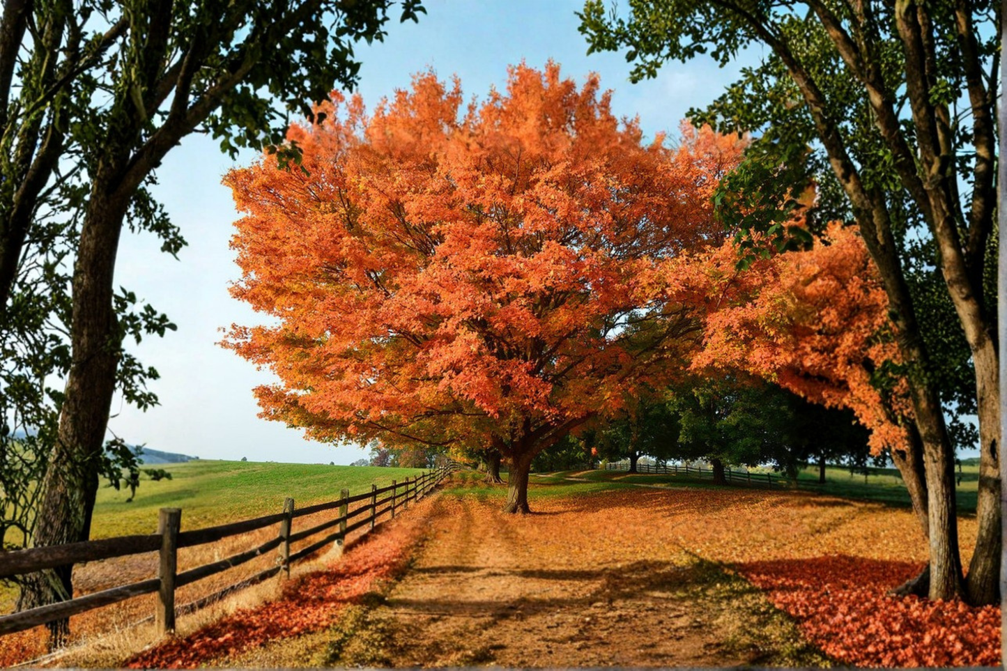 Sugar Maple Tree Live Plant 1 Gallon Pot 18 Inch Tall – Acer saccharum Native Shade Tree Fall Color Garden Plant