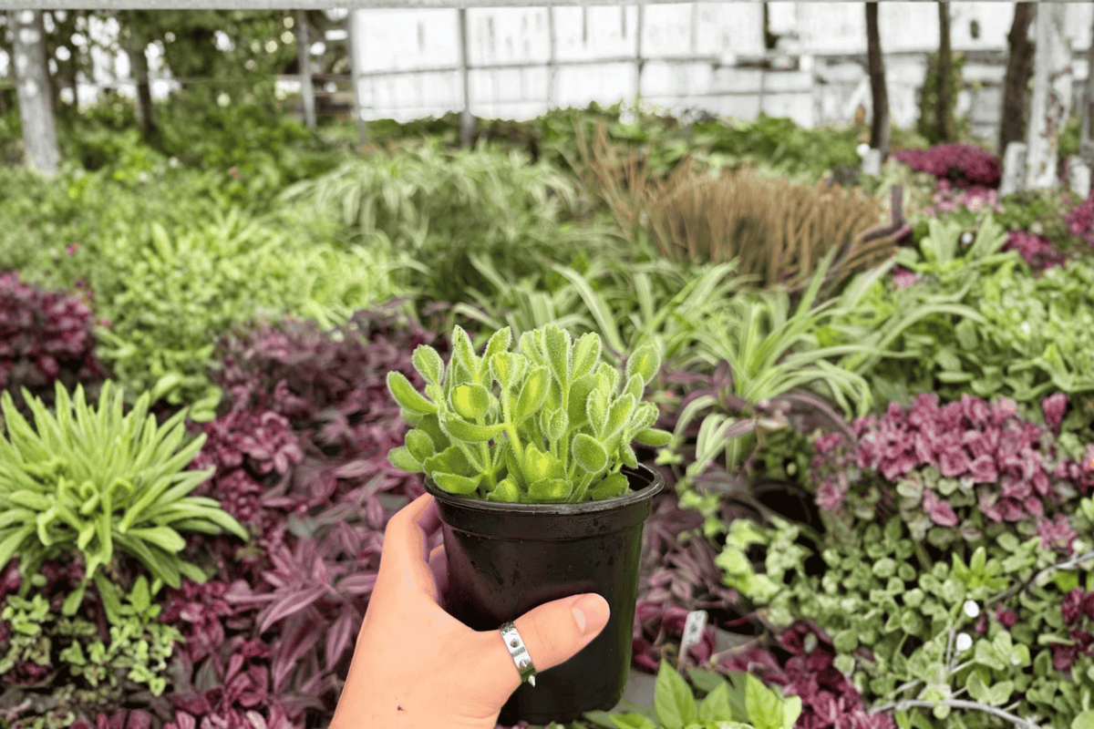 Variegated Bear Paw 2 Exact Live Plants – Cotyledon tomentosa Variegata 4” Size Bare Root