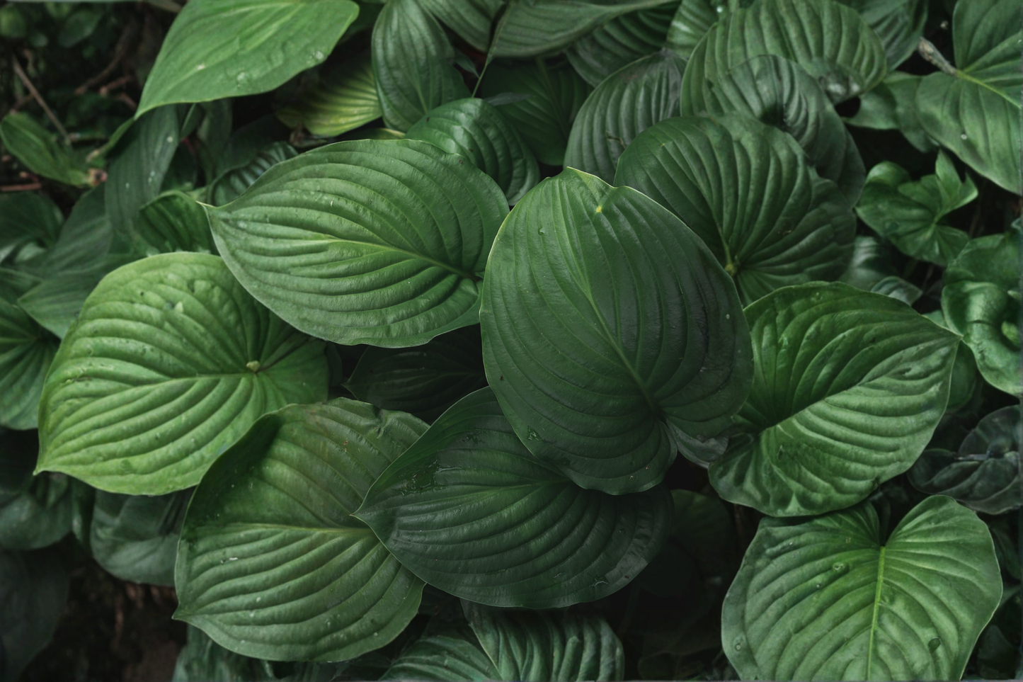 5 Serendipity Hosta Live Rooted Plants – Bold Green Foliage Perennial (Hosta 'Serendipity')