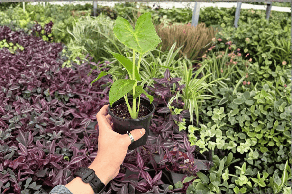 Alocasia Lutea 2 Exact Live Plants – Alocasia macrorrhizos ‘Lutea’ 4” Size Bare Root