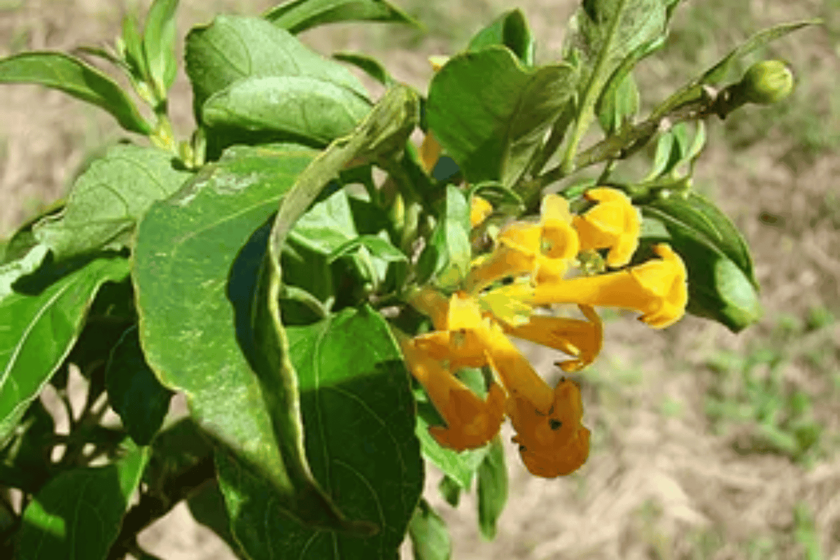 Juiced® Orange Jessamine 1 Live Flowering Shrub, Quart Pot – Cestrum corymbosum