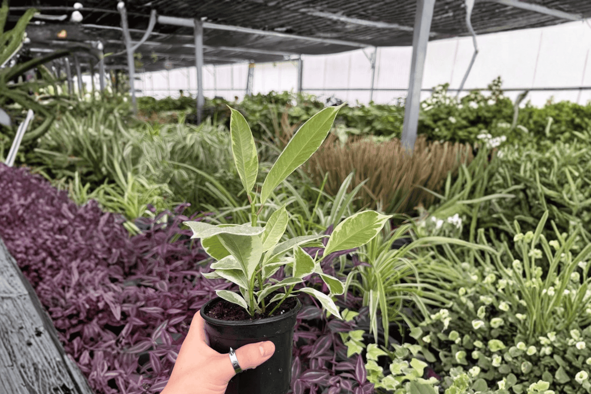 Ficus Tineke 2 Exact Live Plants – 4-Inch Pots – Ficus elastica ‘Tineke’