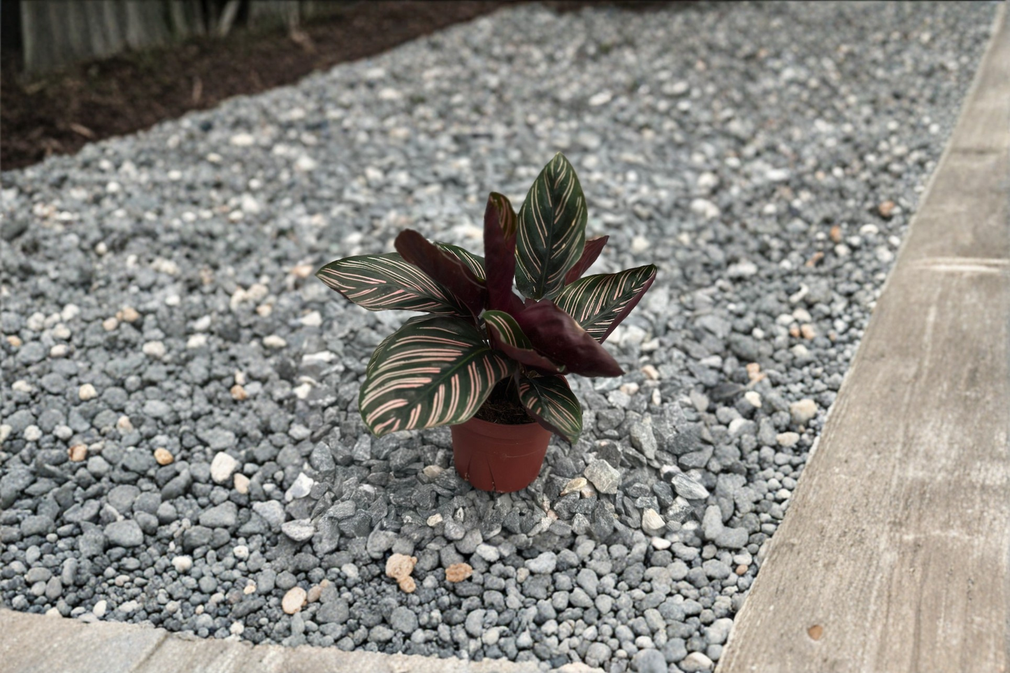 Calathea Ornata Live Plant Rooted Pinstripe Calathea 3 Inch Pot Tropical Houseplant Indoor Foliage Plant Gift
