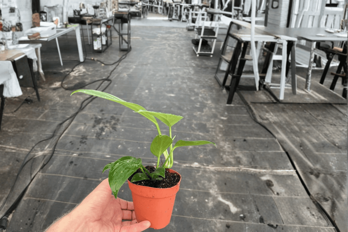 Rhaphidophora Decursiva 'Dragon Tail' Live Plant – 2 Plants Bare Root – Rhaphidophora decursiva – Originally Grown in 4" Pot
