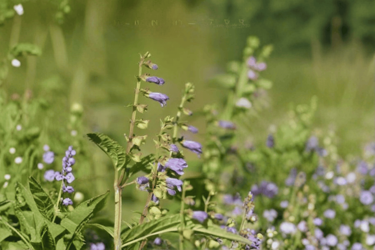 Appalachian Blues Skullcap – Live Flowering Perennial – Scutellaria ‘Appalachian Blues’