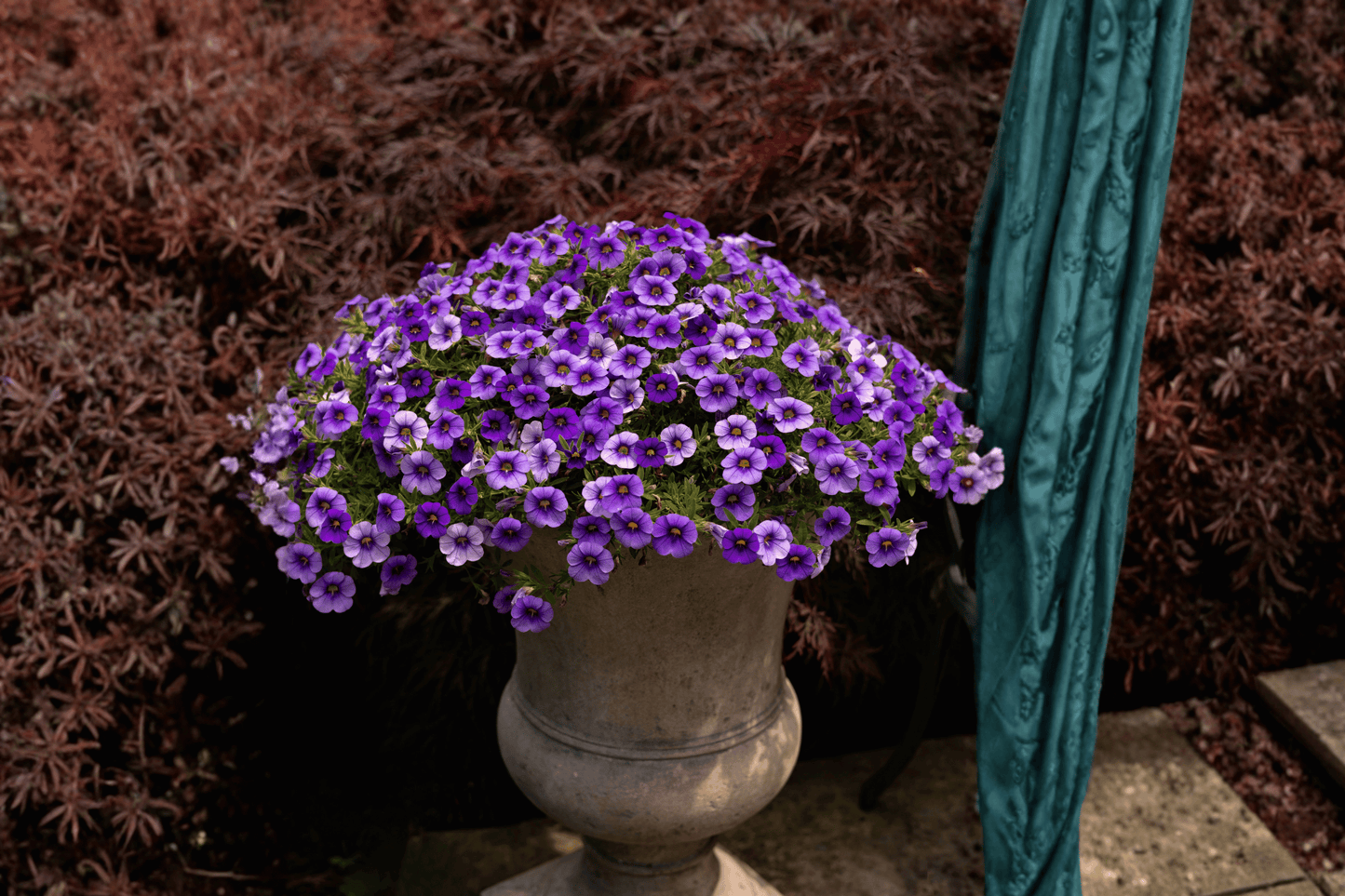 Colibri Dark Lavender Million Bells 1 Live Plant – 4-Inch Pot – Calibrachoa ‘Dark Lavender’