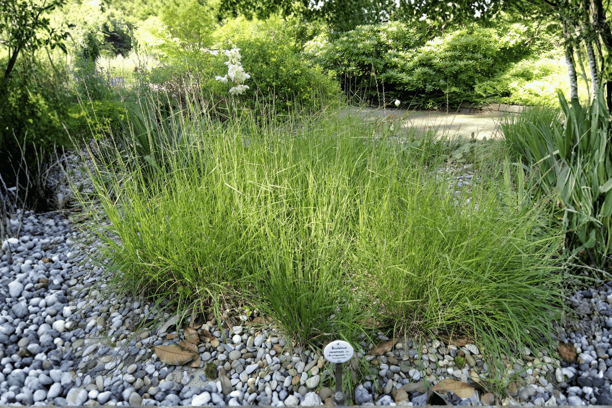 Blonde Ambition Blue Grama Grass – 1 Live Ornamental Grass, 3-Gallon Size – Bouteloua gracilis ‘Blonde Ambition’