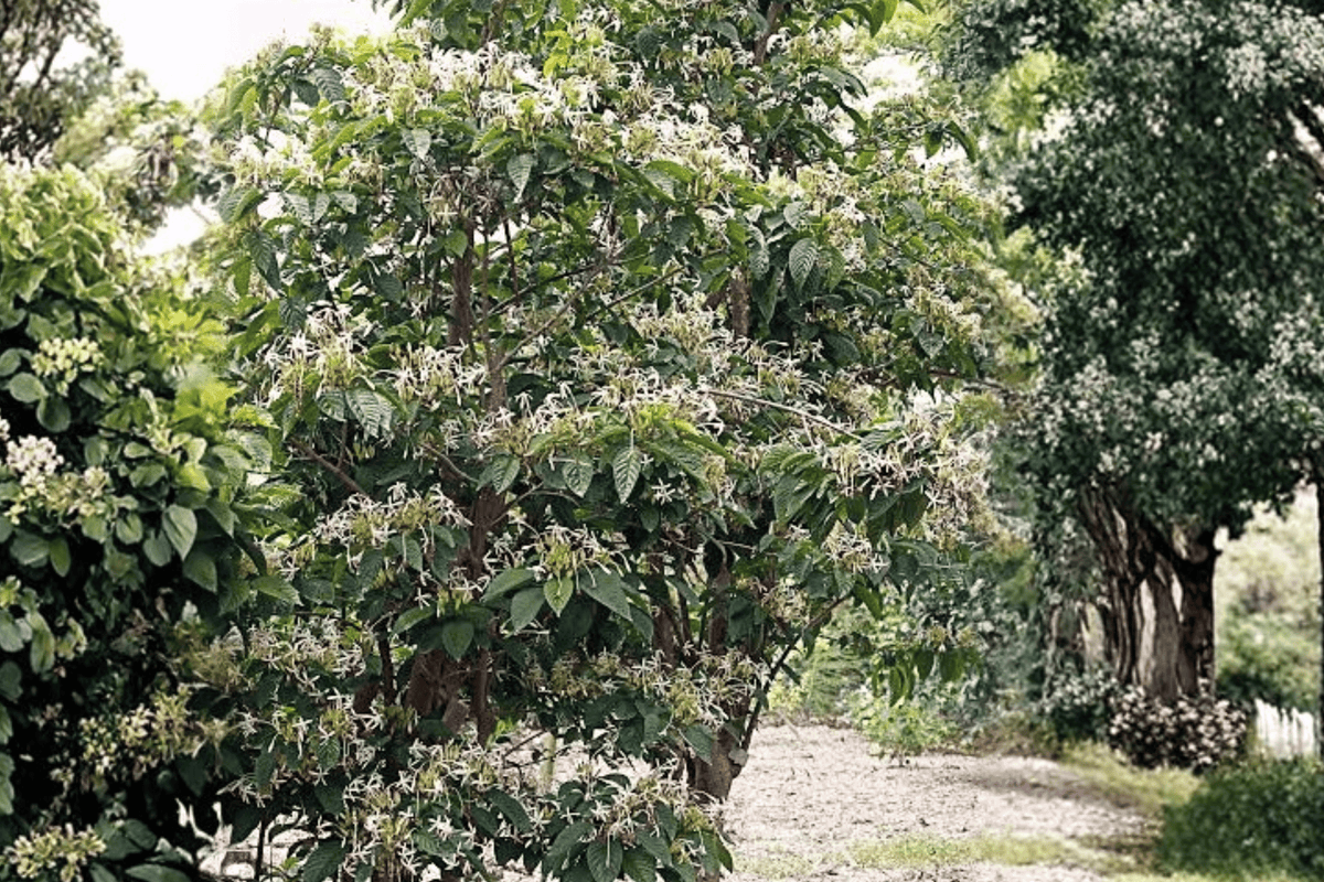 Temple of Bloom® Seven Son Flower 1 Live Plant, 3 Gallon – Heptacodium miconioides