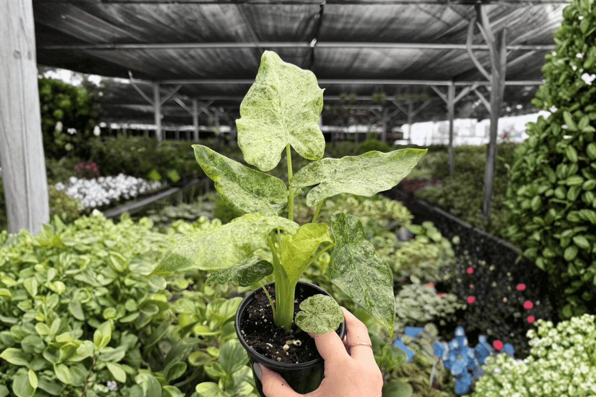 Alocasia Odora Batik ‘Snow’ Variegated 2 Exact Live Plants – Specific 4-Inch Pots – Alocasia odora