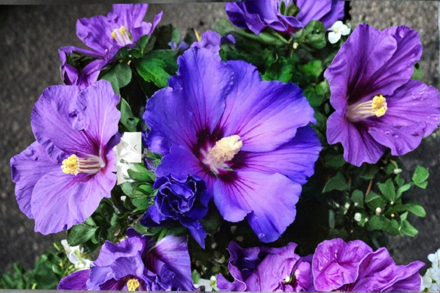 Purple Giant Hibiscus Seeds Tropical Flower Plant 10 Seeds for Indoor Pot and Outdoor Garden Growing