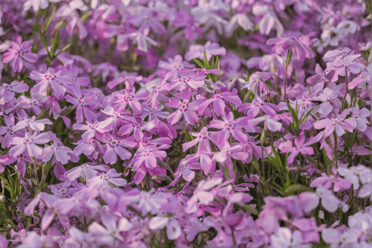 Emerald Pink Moss Phlox 1 Live Plant – Phlox subulata ‘Emerald Pink’ – Quart Pot