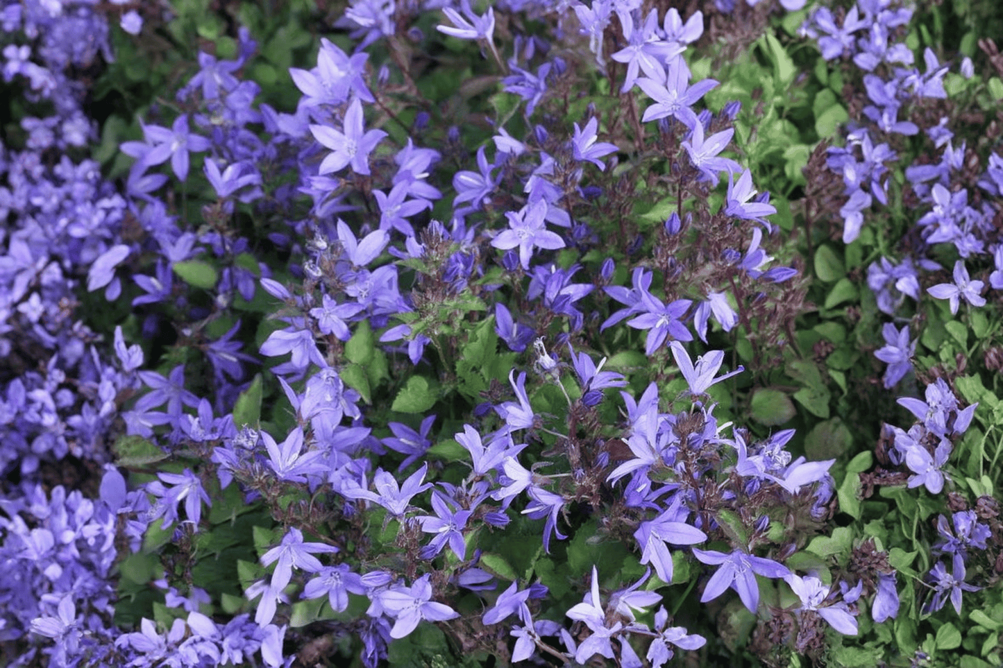 Serbian Bellflower 1 Live Plant – 4-Inch Pot – Campanula poscharskyana