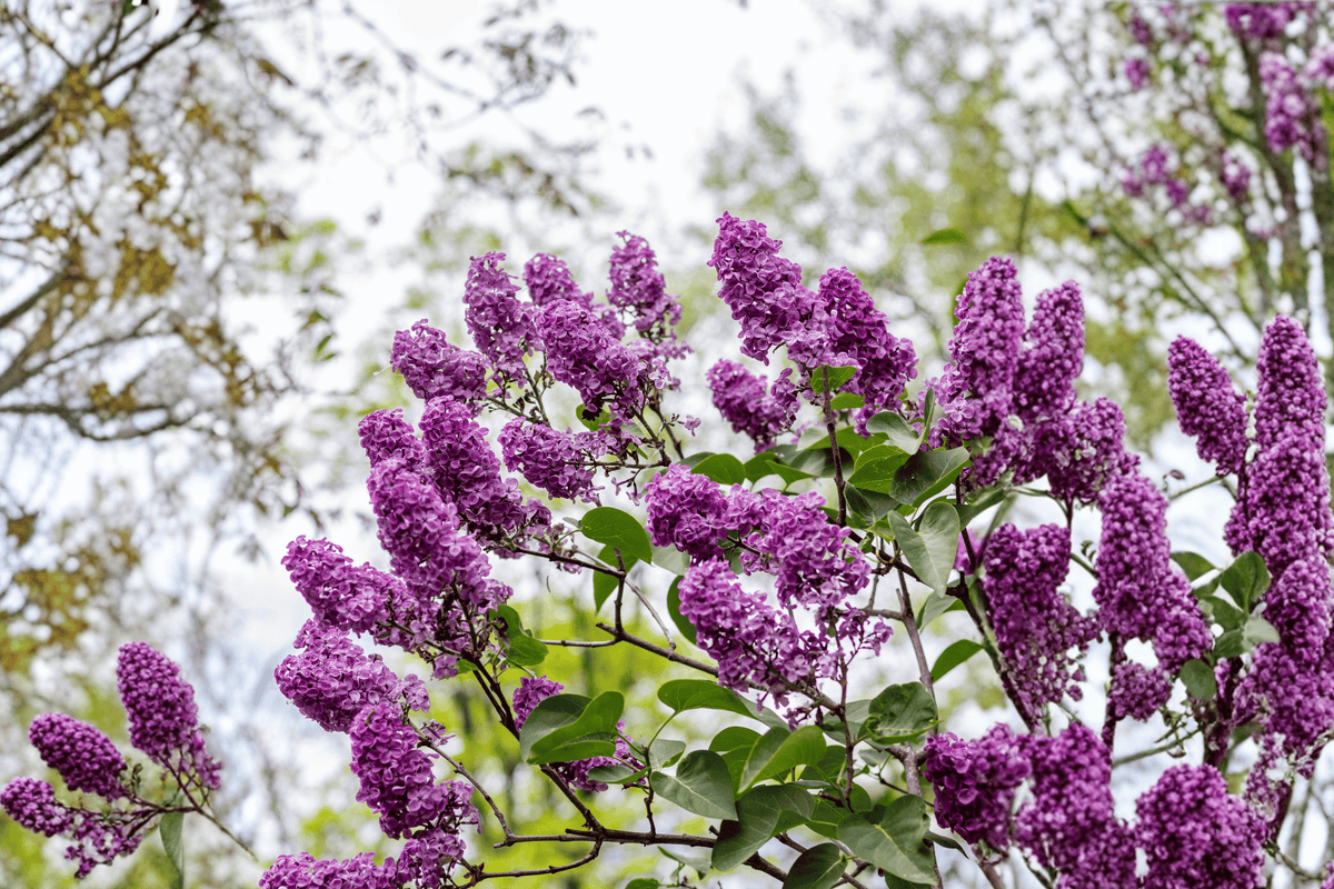 Bloomerang Ballet® Reblooming Lilac – 1 Live Flowering Shrub, 3-Gallon Size – Syringa ‘SMNSPH’