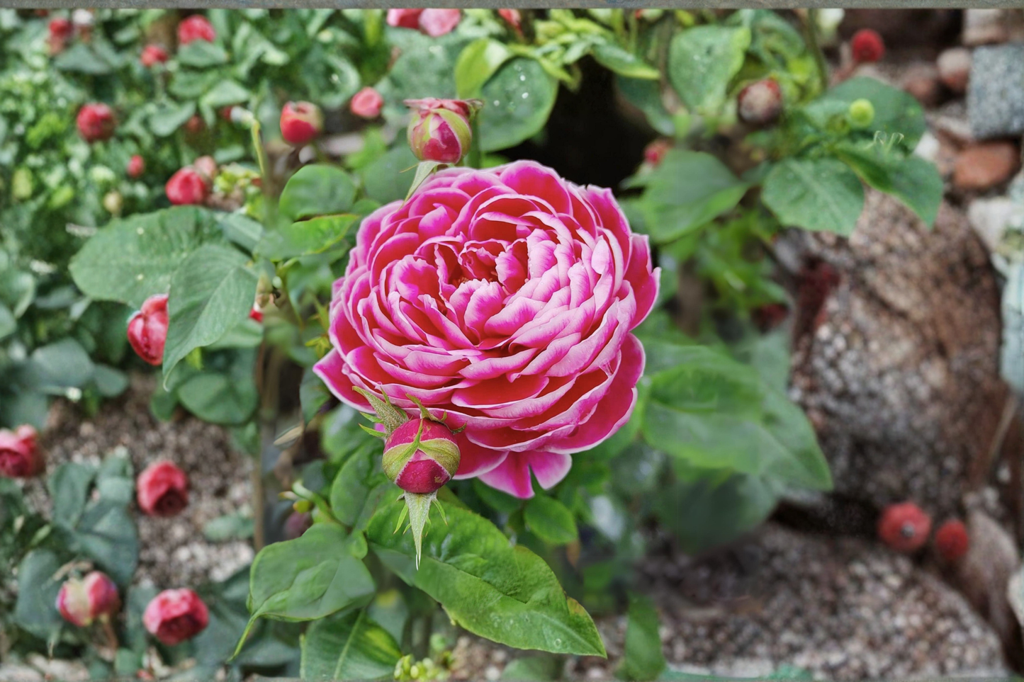 Pink and White Rose Bush Seeds Fragrant Flower Garden Plant Indoor Outdoor Growing 5 Seeds