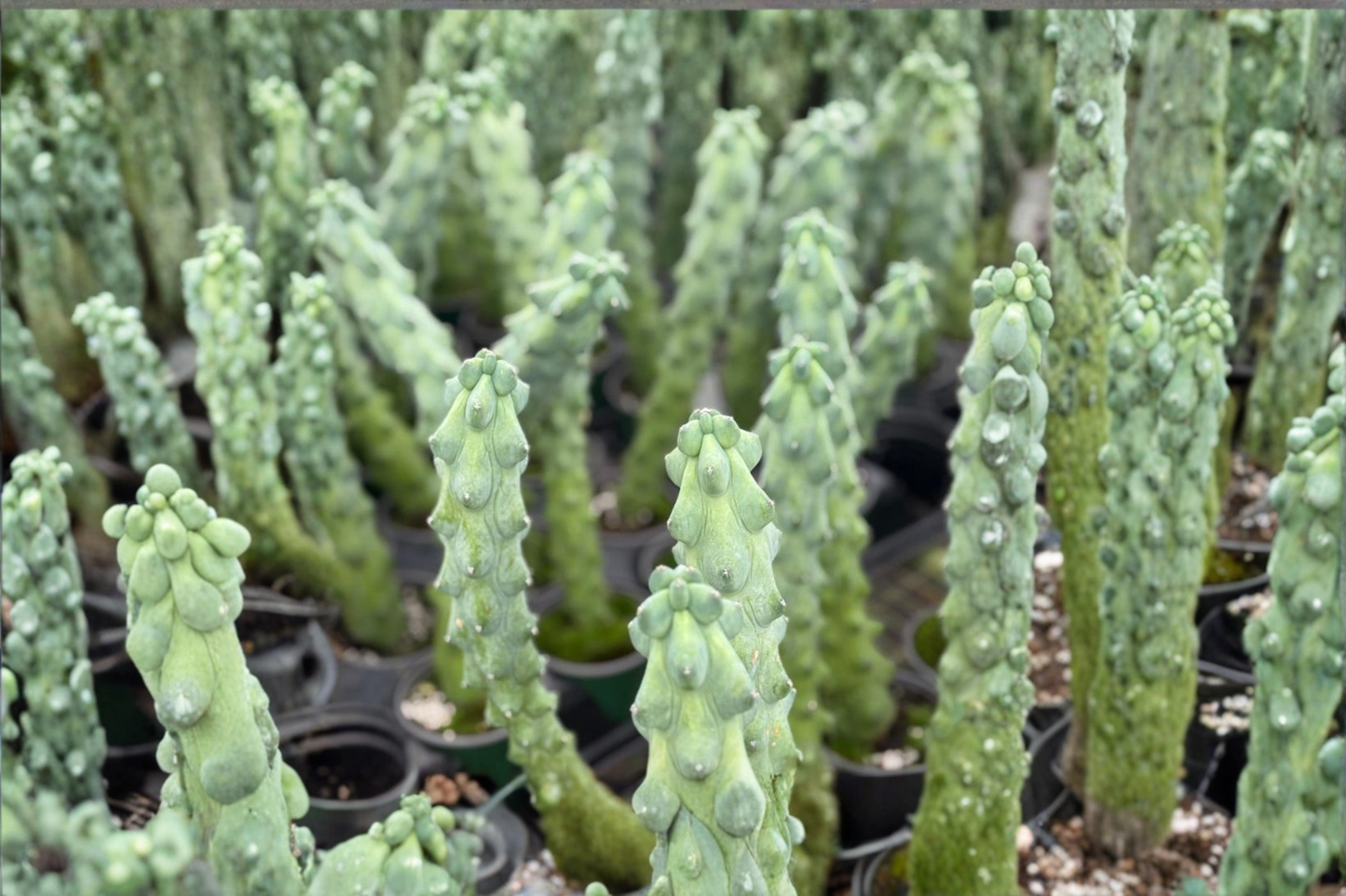 Boobie Cactus Live Plant Myrtillocactus Geometrizans Succulent in 4 Inch Pot Indoor Decor Gift