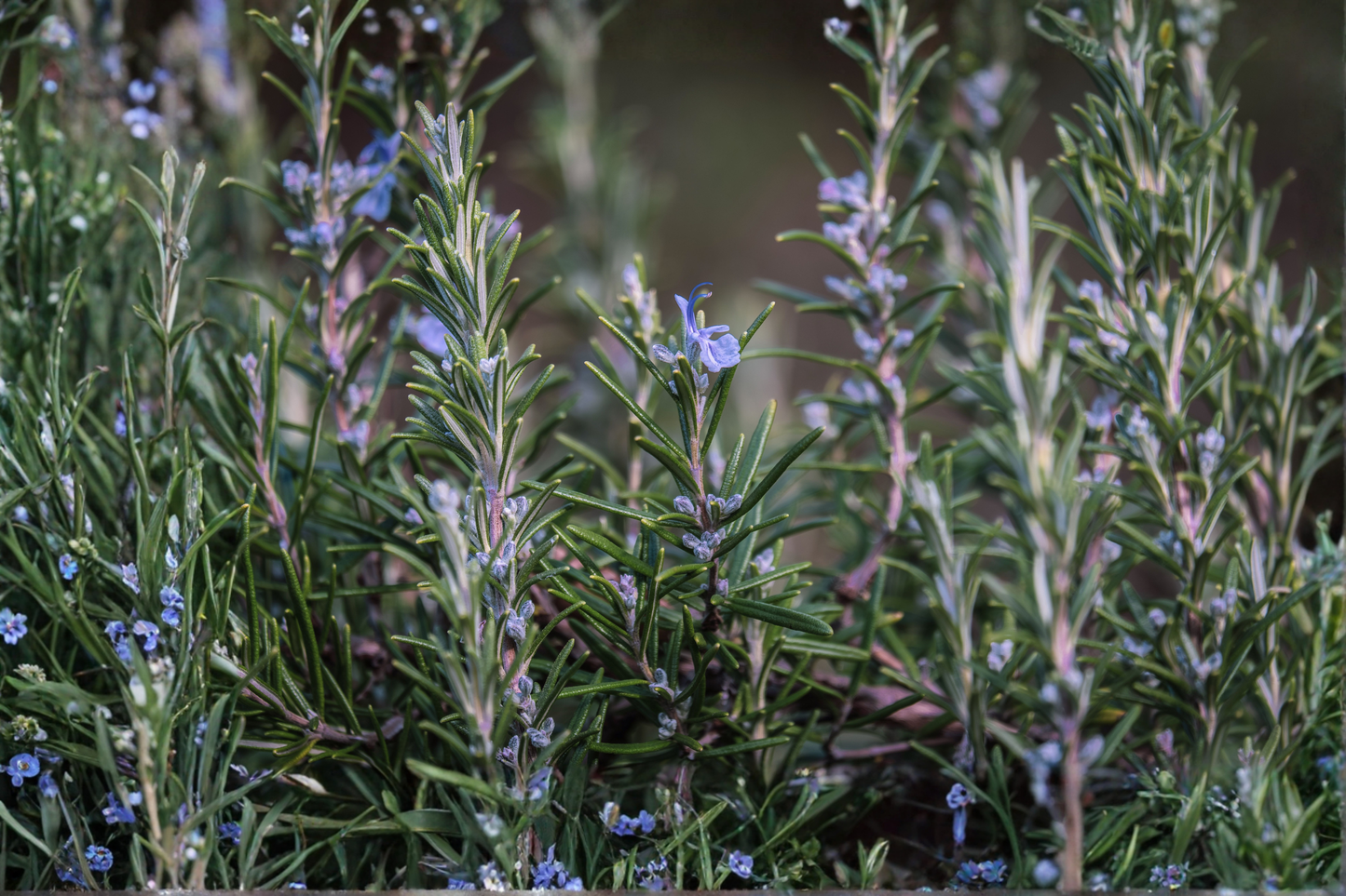 Organic Rosemary 'Tuscan Blue' Live Starter Plant – Salvia rosmarinus 'Tuscan Blue'