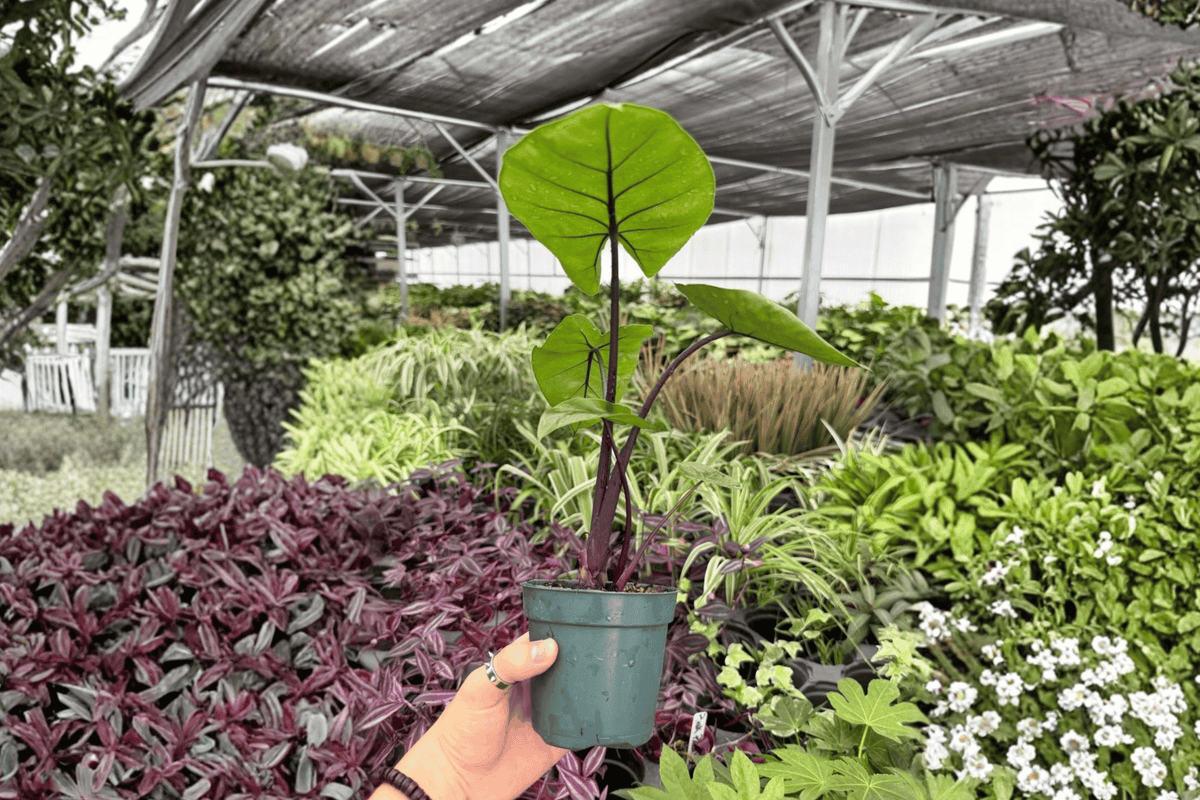 Alocasia Dark Star 2 Exact Live Plants – 4-Inch Pots – Alocasia ‘Dark Star’