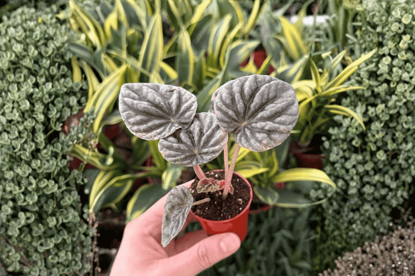 Pink Peperomia Abricos 2 Live Starter Plants – 2-Inch Starter Size – Bare Root