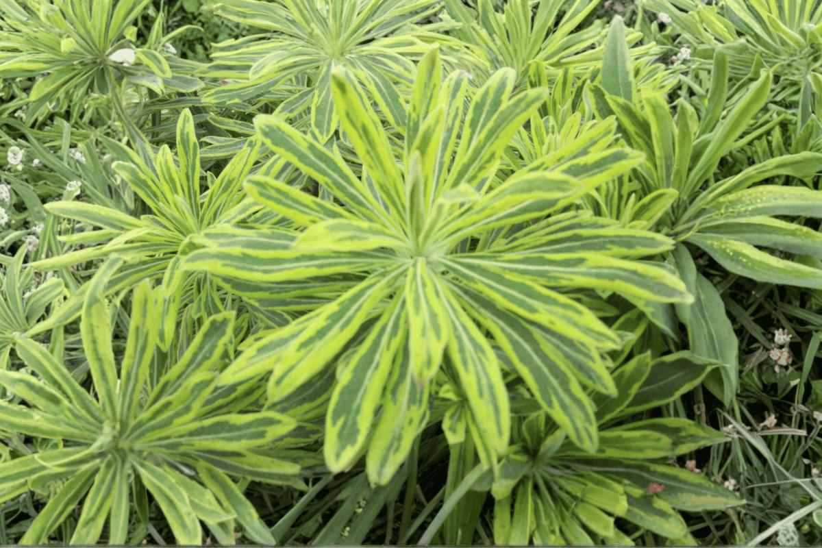 Ascot Rainbow Cushion Spurge – Live Perennial Plant – Euphorbia × martinii ‘Ascot Rainbow’