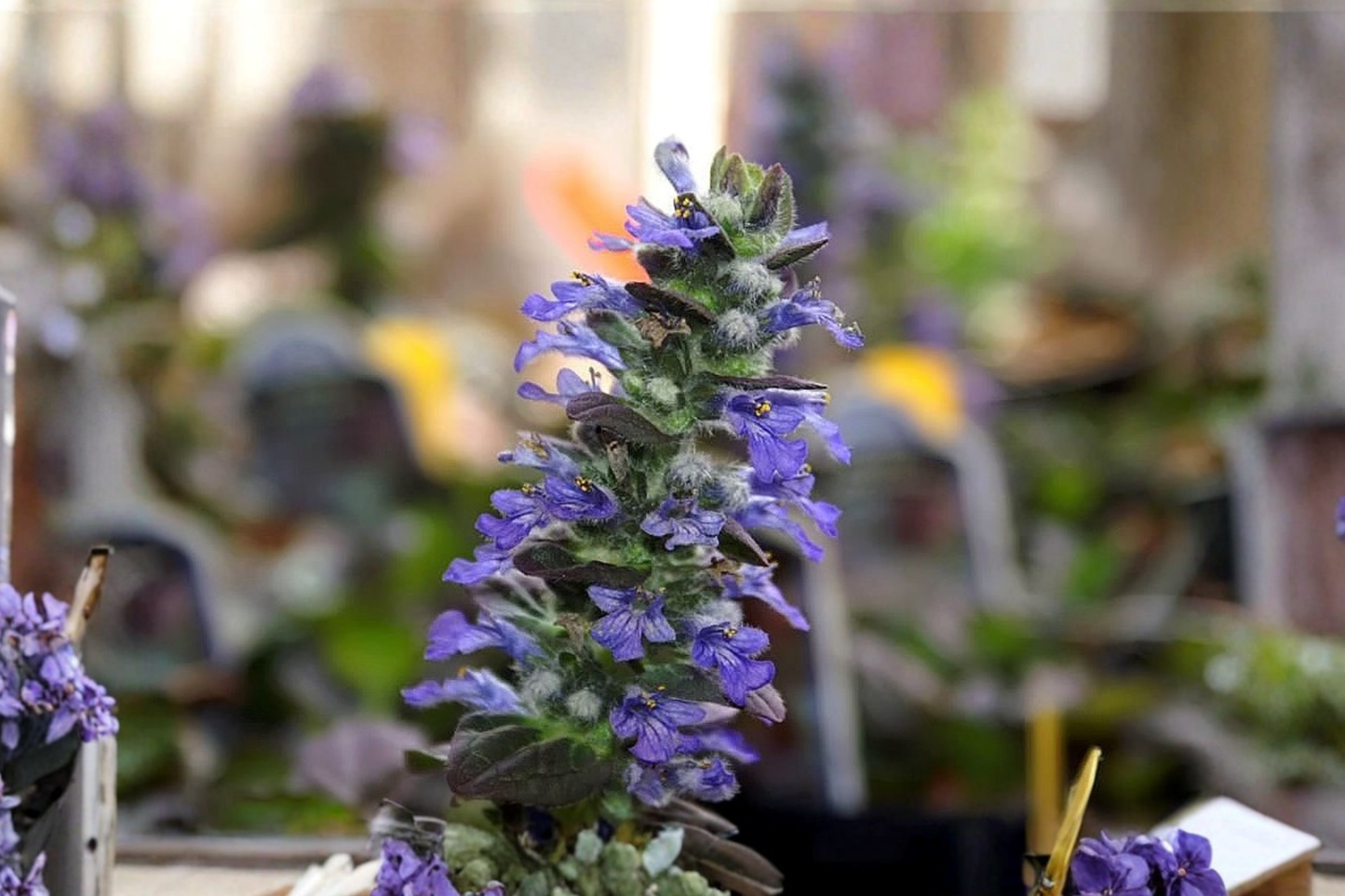 Ajuga Burgundy Glow Live Plants 3 Rooted Starters 1 Qt Pots Bugleweed Variegated Ground Cover Perennial