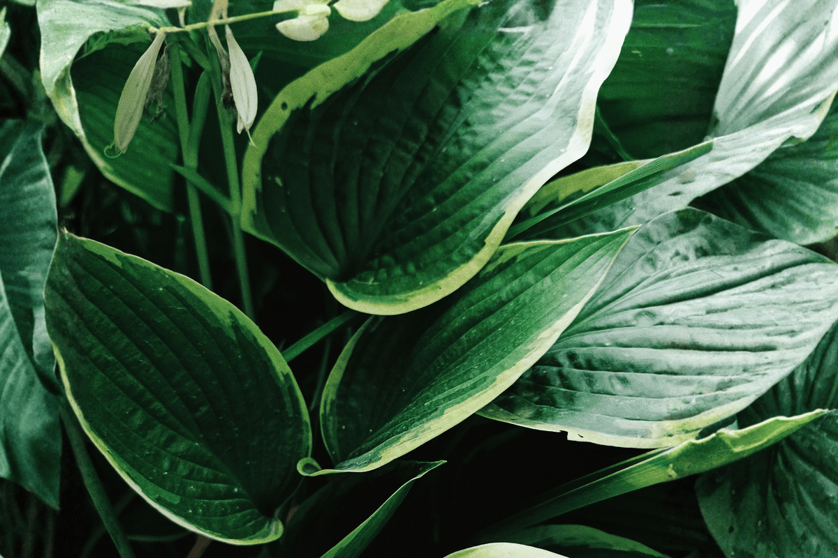 Liberty Plantain Lily 1 Live Hosta Perennial, 1 Gallon Pot – Hosta ‘Liberty’
