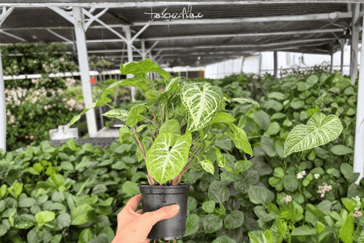 Syngonium Go Glo – 2 Exact Live Plants, 4-Inch Size – Syngonium ‘Go Glo’