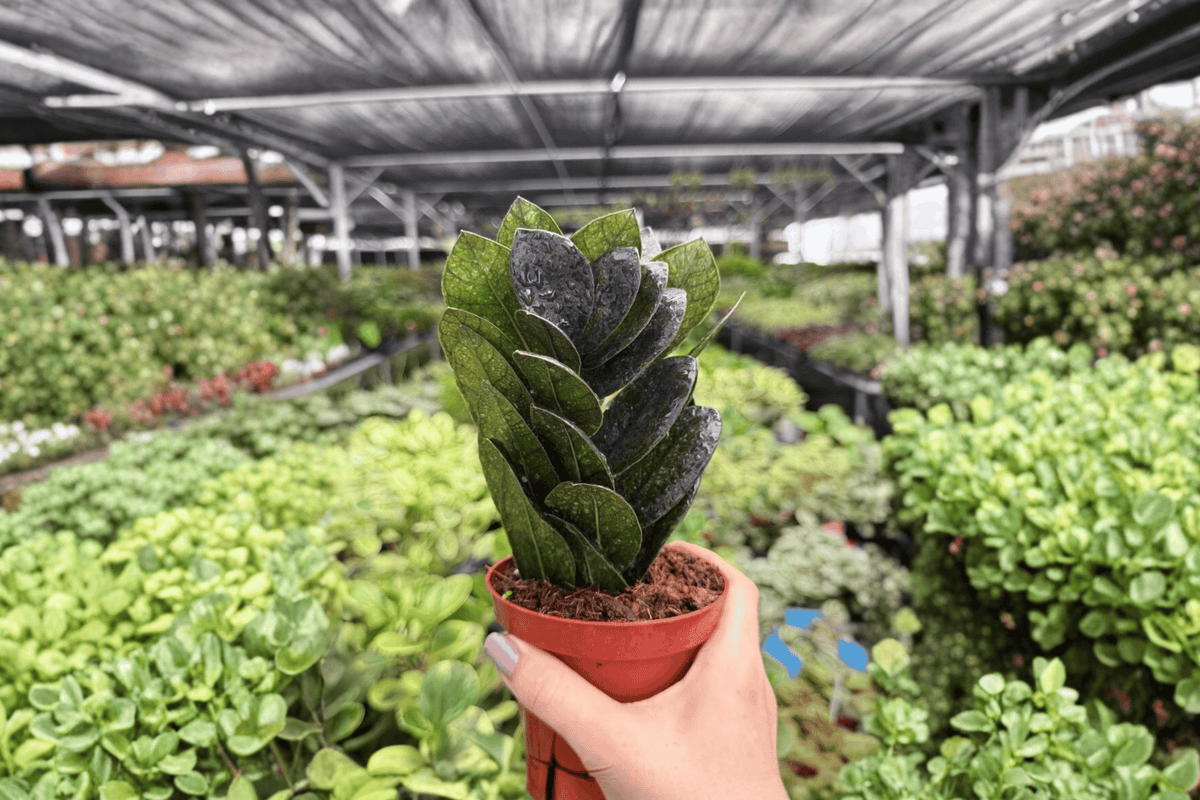 ZZ Black Queen 2 Exact Live Plants – Specific 4-Inch Pots – Zamioculcas zamiifolia ‘Black Queen’