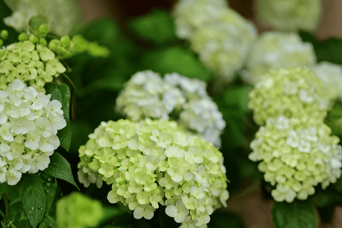 Blushing Bride Bigleaf Hydrangea 1 Live Flowering Shrub, 3 Gallon – Hydrangea macrophylla ‘Blushing Bride’