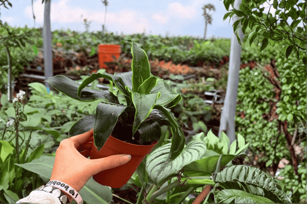 2 Exact Plant Dracaena Tornado – Specific 4” Pot – Dracaena fragrans ‘Tornado’