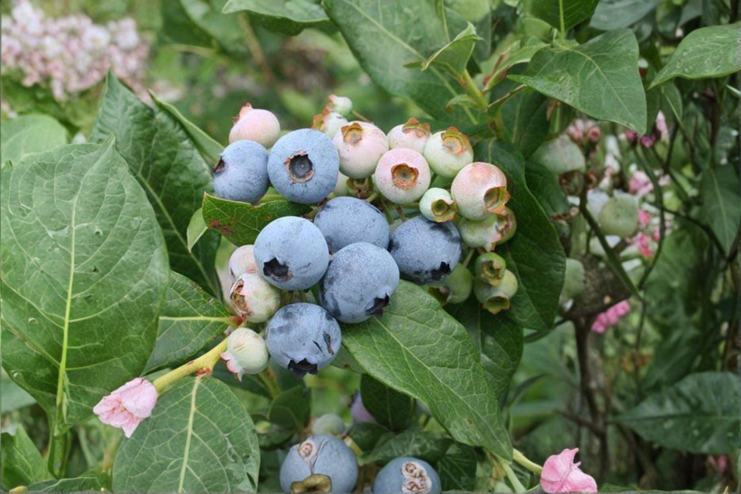 Razz Blueberry Live Plant 1 Gallon Pot Vaccinium Berry Bush Fruiting Shrub Edible Garden Backyard Orchard Plant