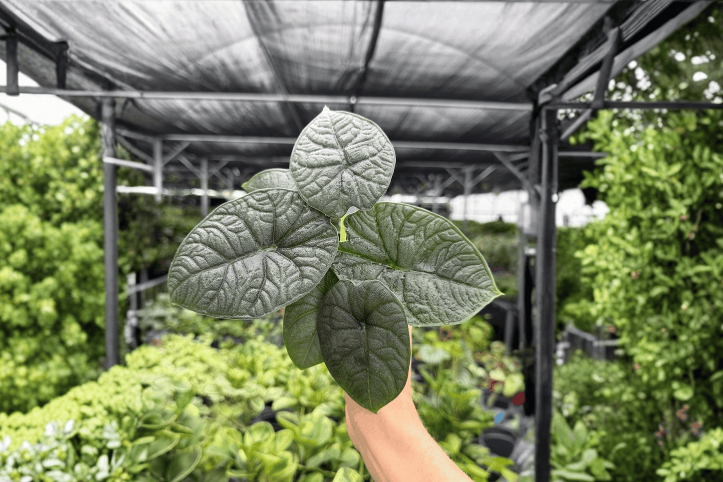 2 Exact Alocasia melo Live Plants in 4-Inch Pots – Alocasia melo