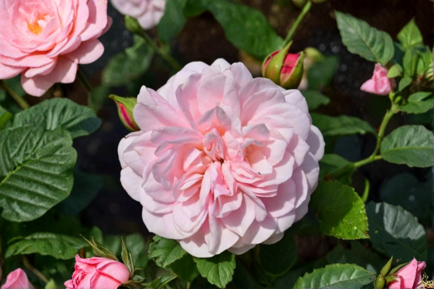 English Baby Pink Rose Seeds Flower Bush 20 Seeds Ornamental Garden Rose for Outdoor Planting