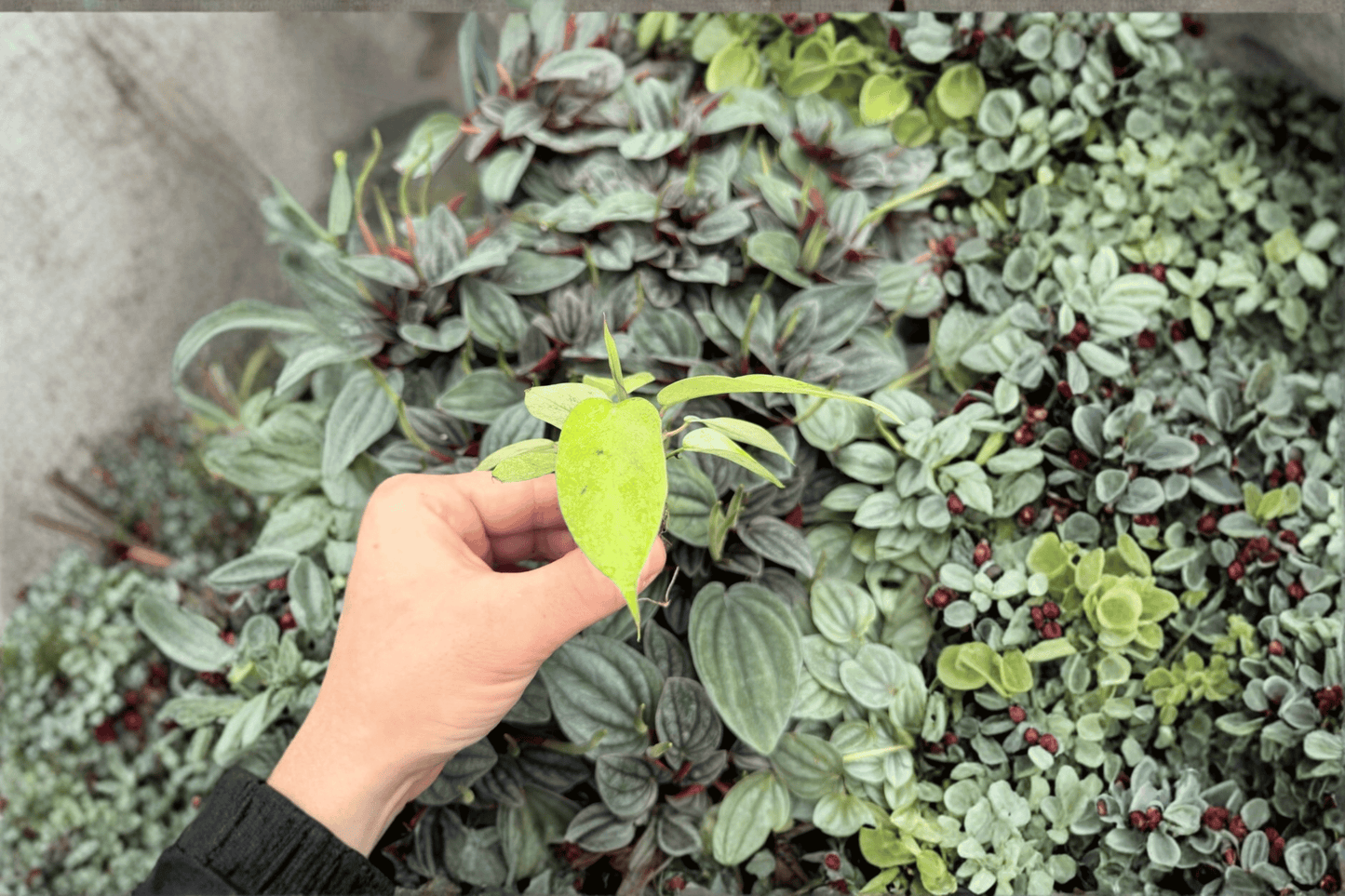 Philodendron Snowdrift 2 Exact Live Starter Plants in Plugs – Philodendron ‘Snowdrift’