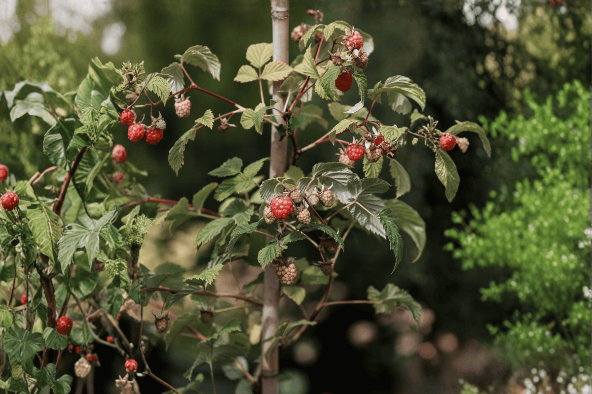 Heritage Everbearing Red Raspberry 1 Gallon Live Plant – Rubus idaeus ‘Heritage’