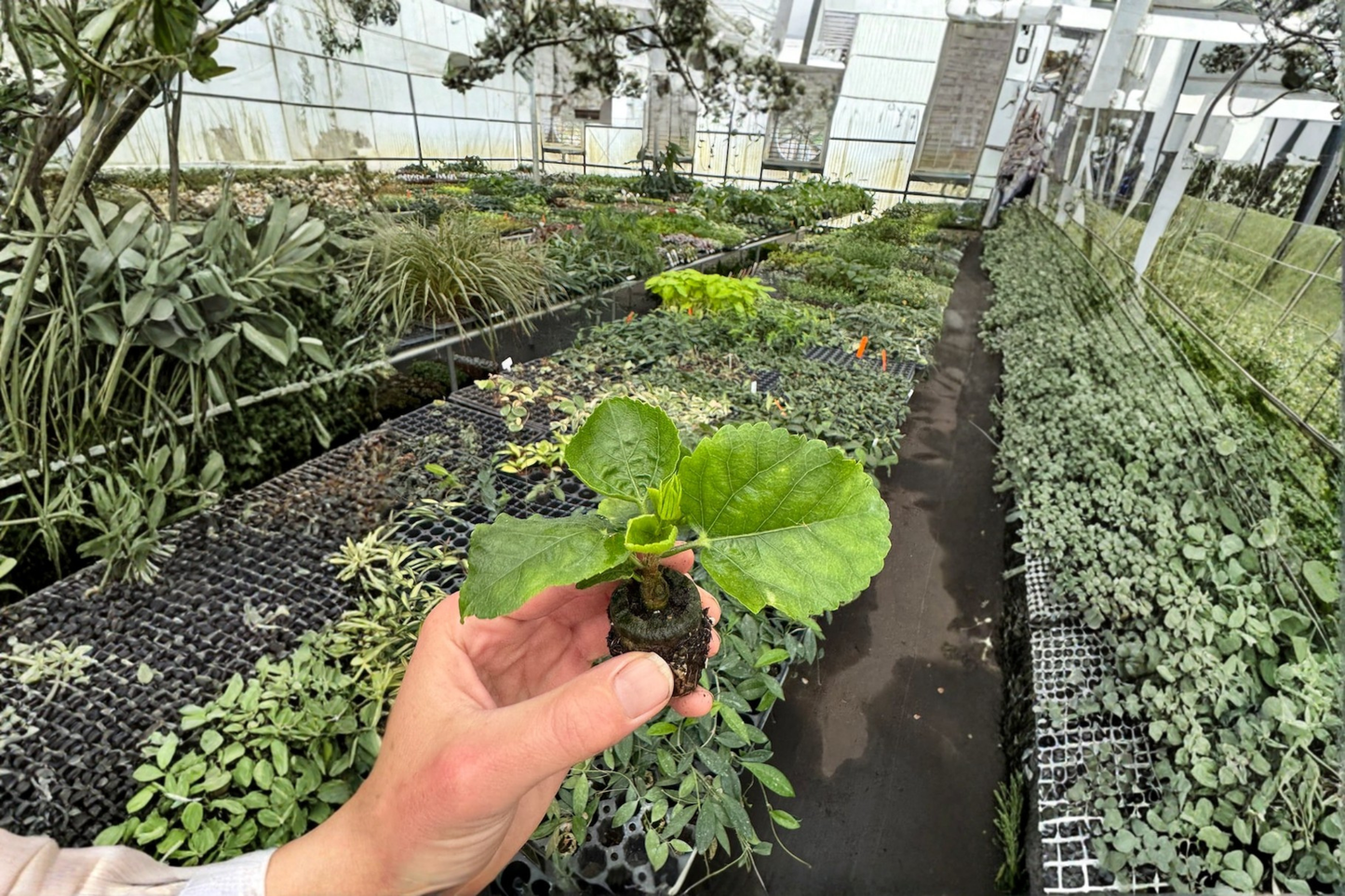 2 Simple Pleasures Hibiscus Live Starter Plants – Bare Root with Soil Pod (Hibiscus rosa-sinensis 'Simple Pleasures')