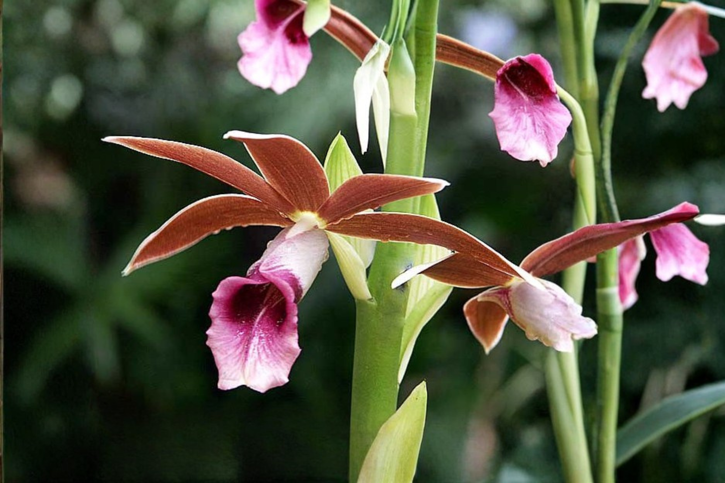 Nun Orchid Live Starter Plant – Phaius tankervilleae in 4-Inch Root Zone