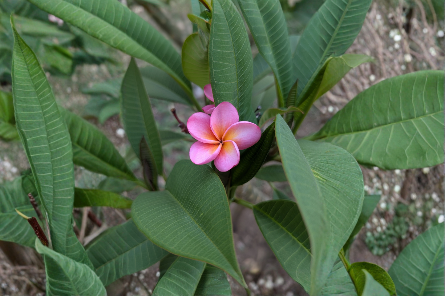 Pink Fuchsia Plumeria Live Cutting – 8–9 Inches – Tropical Plant – Plumeria spp.