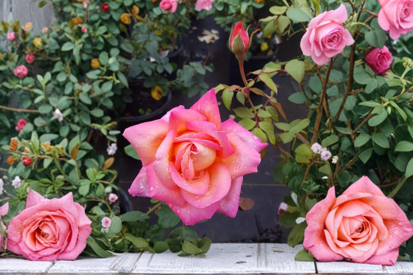 Chicago Peace Hybrid Tea Rose 1 Gal Live Plant – Pink Yellow Rose Bush Flowering Garden Shrub for Landscape Outdoor